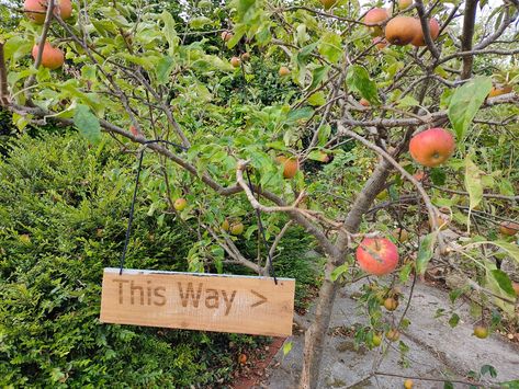 Sign saying This Way hanging from an apple tree