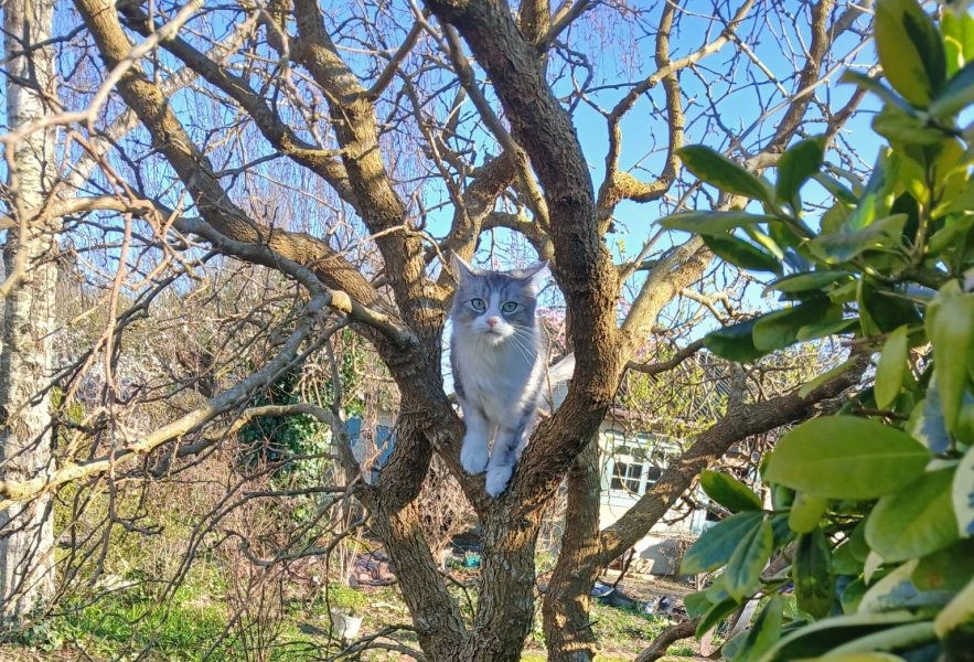 A grey cat sitting in a tree