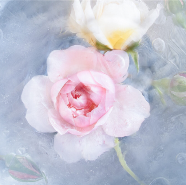 An artistically arranged photograph of a rose